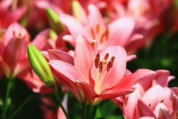 Naklejka premium blooming Mid-century Lily or Species Lilium or Morning Star Lily or Salisbury's Lily flowers growing in garden 