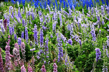 Fototapeta premium colorful Delphinium or Candle Delphinium or English Larkspur or Tall Larkspur flowers blooming in the garden 