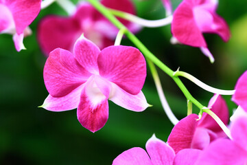 colorful Dendrobium or Orchid flowers blooming in the garden 


