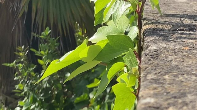 Background. The ivy leaves on the wall sway slightly
