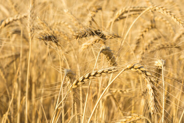 Wheat field