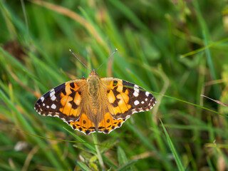 Painted Lady Butterfly Resting Wings Open