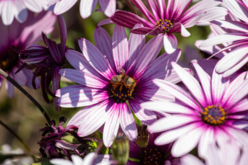 Bee on a purple daisy flower. Bee on purple daisies in the garden, close-up