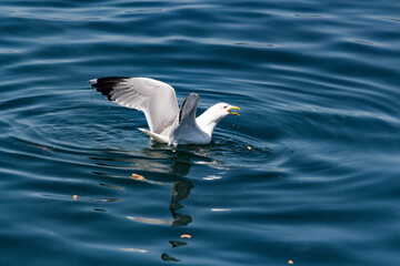 Seagull flying in the blue water of the sea, close-up. Seagulls on the water in the sea. Seagulls on the water.