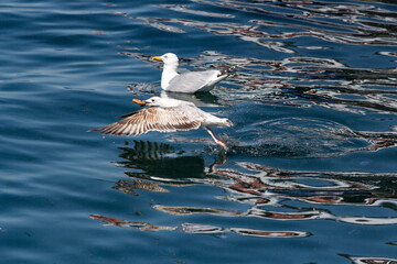 Seagull flying in the blue water of the sea, close-up. Seagulls on the water in the sea. Seagulls on the water.