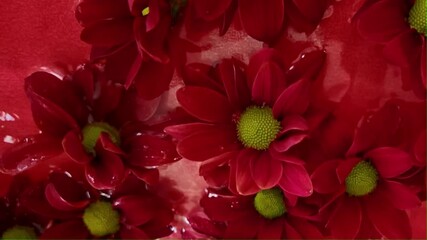 Dark red chrysanthemum flowers float in the water. Tiny crimson chrysanthemum flowers swing on the water surface on a red background. Concept of beauty, health, wellness, self-care. Super slow motion - Powered by Adobe