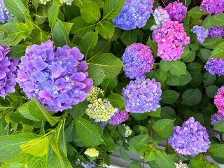 Fototapeten Hortensie Pink and Purple Hydrangeas  in the garden  © Jordan
