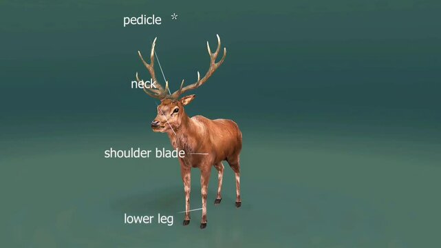 Red deer anatomy.