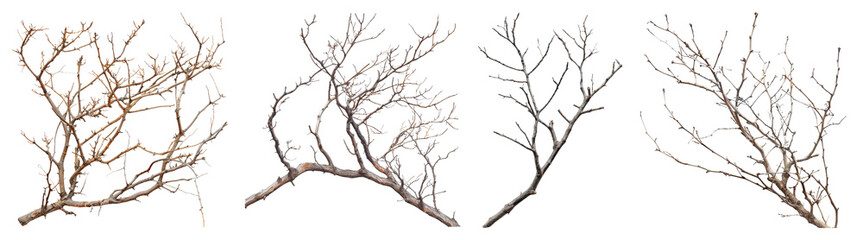 Dry branches isolated on transparent background, set of