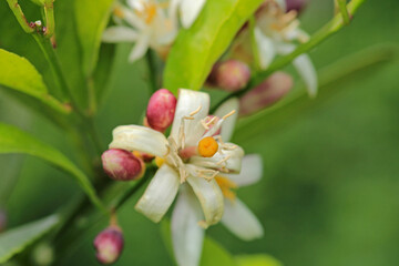 natural green lemon macro photo