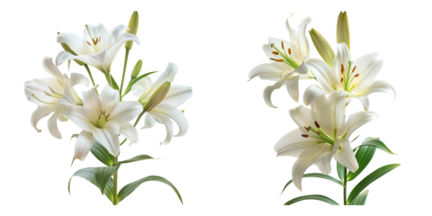Easter lilies isolated on transparent background, set of