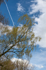 Baumwipfel am blauen Himmel