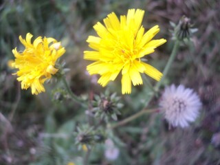 yellow flowers and plants