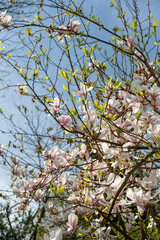 Zarte Magnolienblüten vor blauem Frühlingshimmel