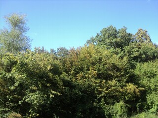 sky and trees in the forest