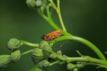 natural Passionvine hopper insect macro photo