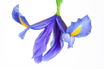 blue iris isolated on white