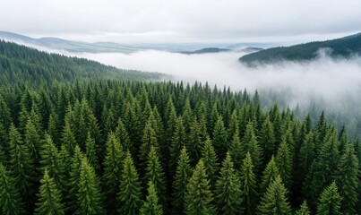 Fototapeta premium Foggy Green Pines: Lush Pine Trees in a Misty Forest