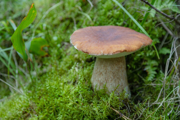 Huge Boletus edulis mushroom grows in a forest surrounded by green most