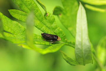 natural Passionvine hopper insect macro photo