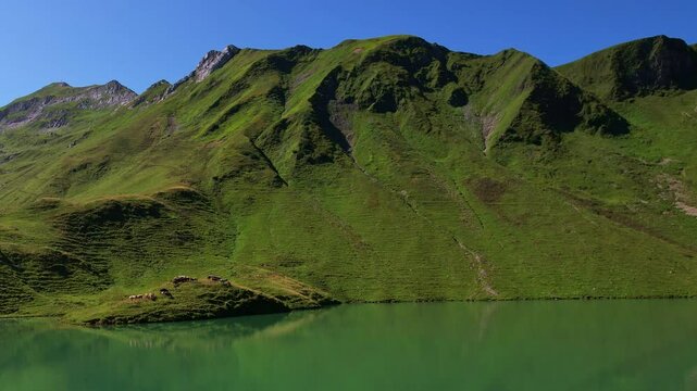 4K Aerial Drone video of the most beautiful mountain lake Schrecksee in Bavarian Alps with the cows feeding on lush green grass on a sunny day with blue skies and rocky hill tops surrounding
