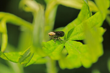 natural Passionvine hopper insect macro photo