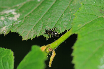 Black carpenter ant macro photo