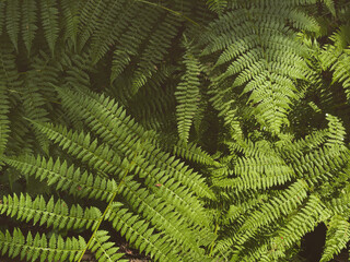 fern leaves