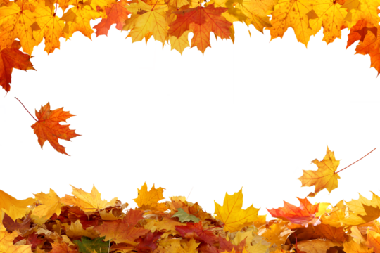 Beautiful yellow,red,orange foliage. Natural background. Border frame of colorful  leaves. Vibrant fall colors.Autumn falling leaves cutouts