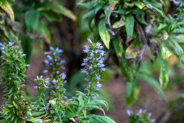 Inflorescence of Echium callithyrsum