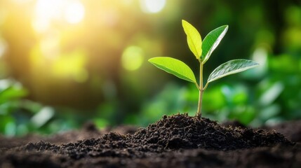 A New Beginning: A Tiny Sprout Growing Strong