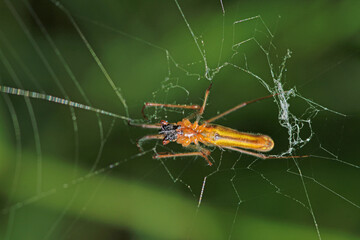 natural tetragnatha extensa spider macro photo
