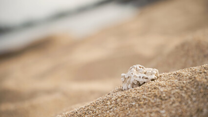 Shells in the sand