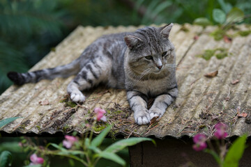 Beautiful domestic cat sitting on the roof among wild flowers and green growth