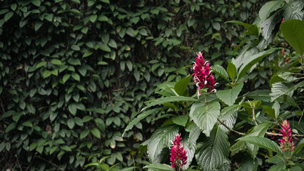 red and white flowers