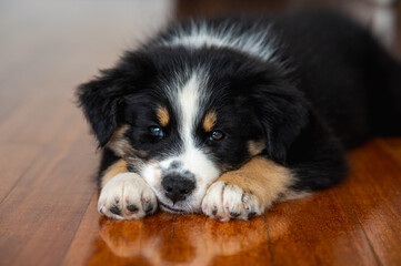 tricolor black and white australian shepherd puppy