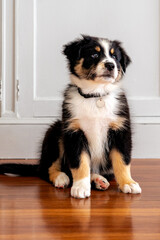 Fototapeta premium tricolor black and white australian shepherd puppy