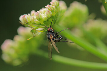macro photo of housefly facing back