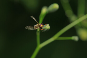 natural eupeodes flower fly photo