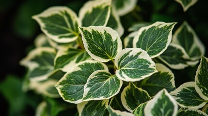 Variegated Green and White Foliage