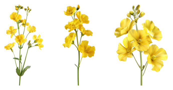 Rapeseed flower isolated on transparent background, set of