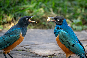 A mother Superb Starling feeds a juvenile.