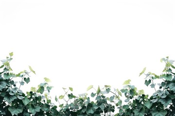 Plants on wall, decorative foliage