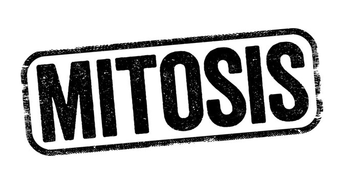 Mitosis is a part of the cell cycle in which replicated chromosomes are separated into two new nuclei, text stamp concept background