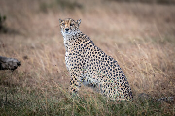 Naklejka premium African Cheetah