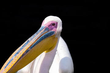Great white pelican, up close