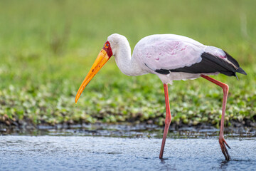Yellow-billed stork