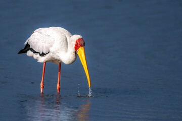 Yellow-billed stork, looking for mollusks
