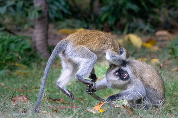 A pair of vervet monkeys horseplay, Lake Naivasha, Kenya.