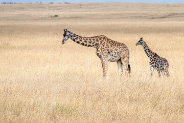 Giraffe mother and calf on the African savannah